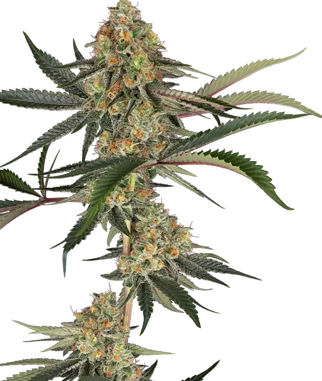 Super Lemon Cherry Feminized (Sensi Seeds) – Pflanze