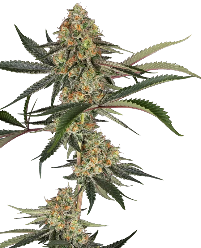Super Lemon Cherry Feminized (Sensi Seeds) – Pflanze