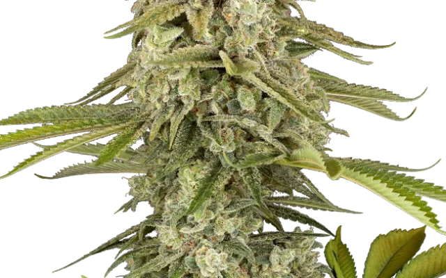 Tangie Jungle Juice Feminized (Research) – Pflanze
