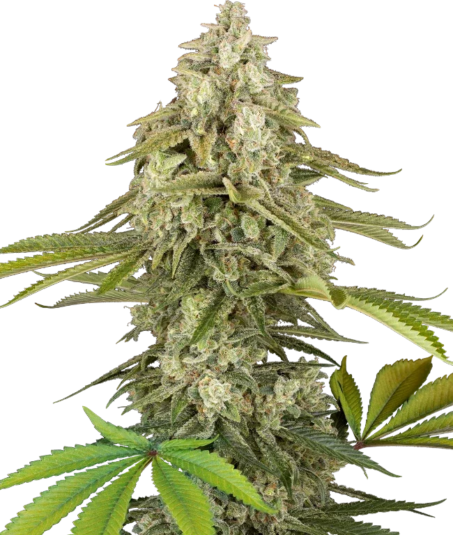 Tangie Jungle Juice Feminized (Research) – Pflanze