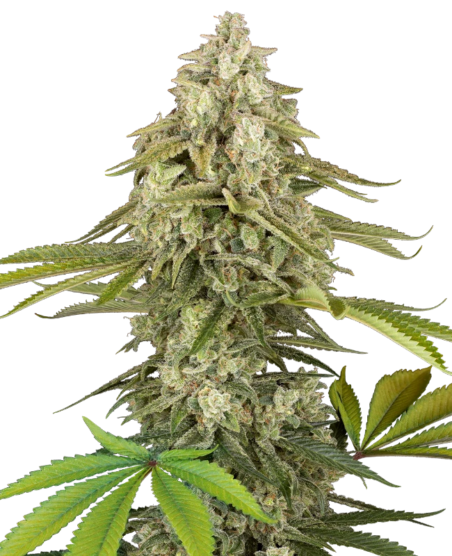 Tangie Jungle Juice Feminized (Research) – Pflanze
