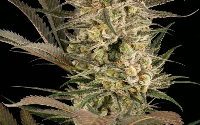 Sour Mochi Feminisierte (Weed Seed Shop) – offizielles Produktbild
