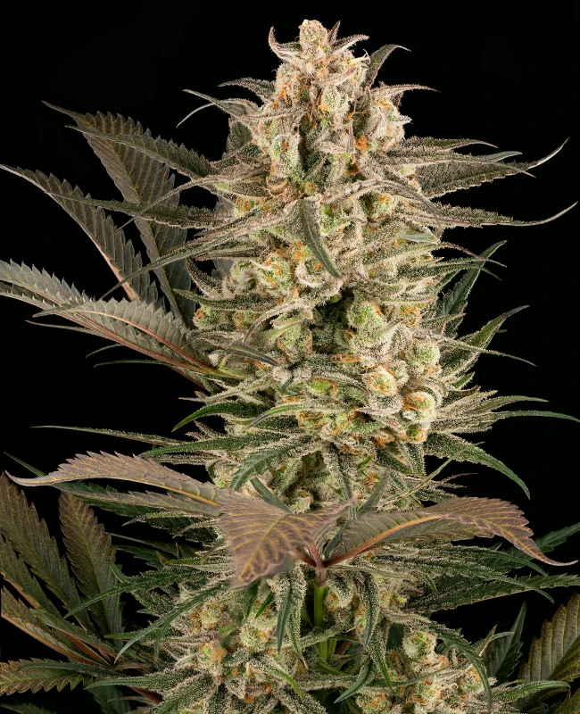 Sour Mochi Feminisierte (Weed Seed Shop) – offizielles Produktbild
