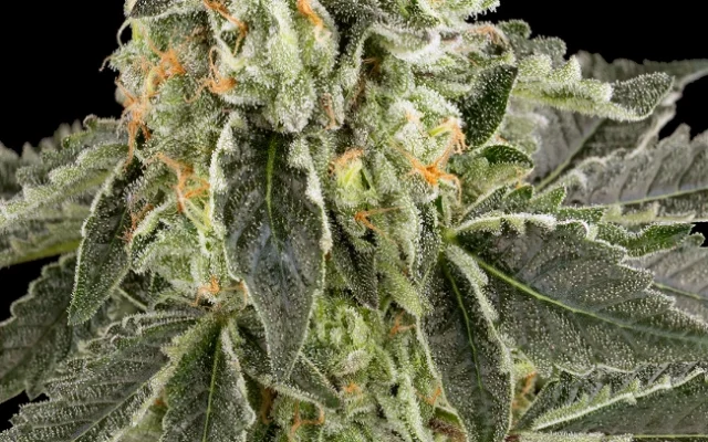 White Grape Runtz Feminisierte (Weed Seed Shop) – offizielles Produktbild