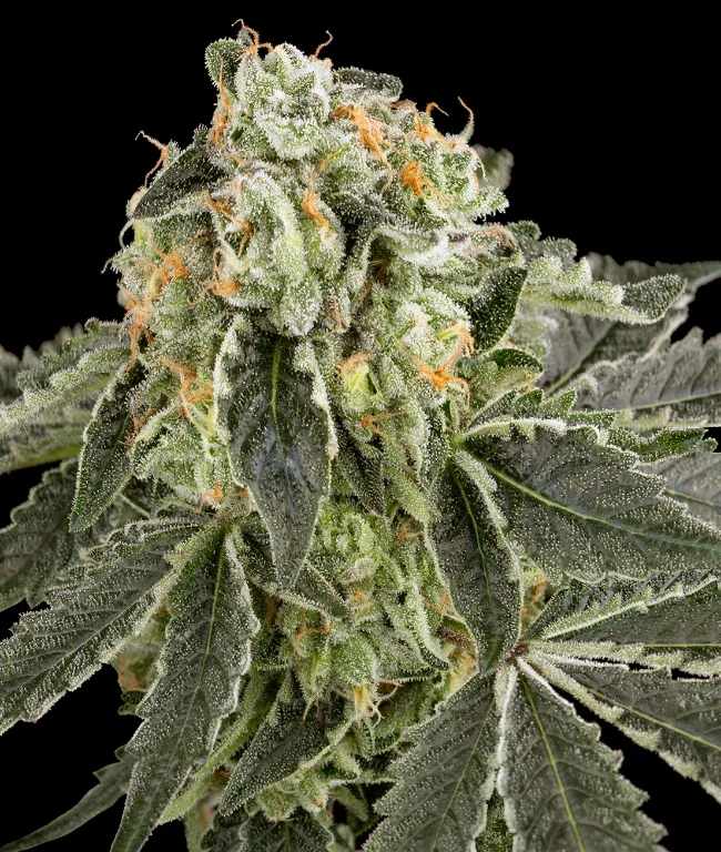 White Grape Runtz Feminisierte (Weed Seed Shop) – offizielles Produktbild