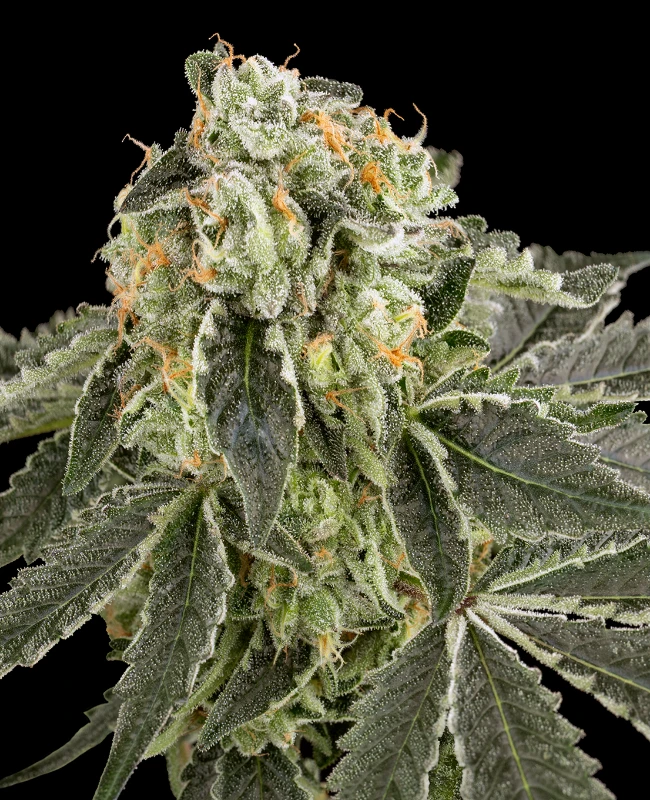 White Grape Runtz Feminisierte (Weed Seed Shop) – offizielles Produktbild