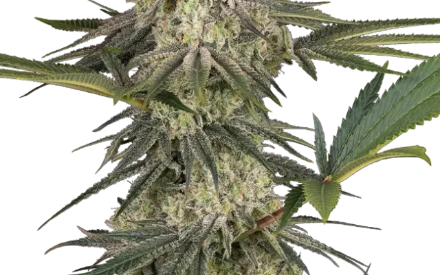 Triple Mints XXL Feminized (Sensi Seeds) – Pflanze
