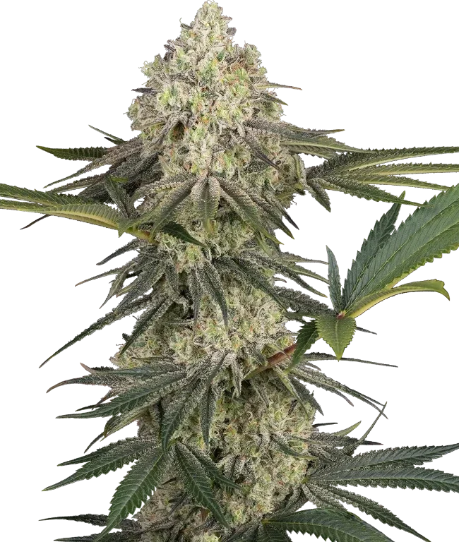 Triple Mints XXL Feminized (Sensi Seeds) – Pflanze