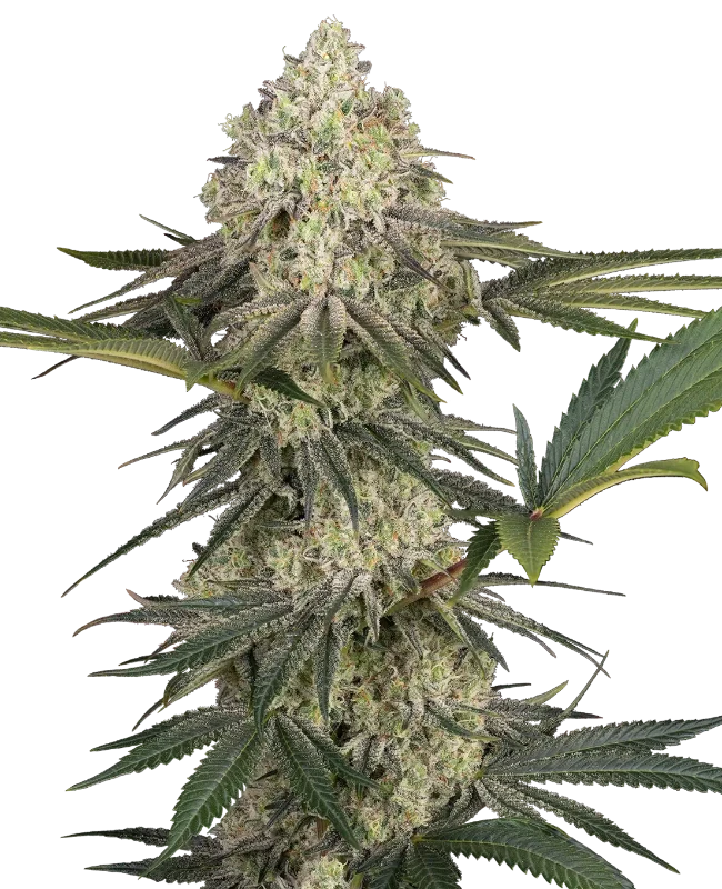 Triple Mints XXL Feminized (Sensi Seeds) – Pflanze