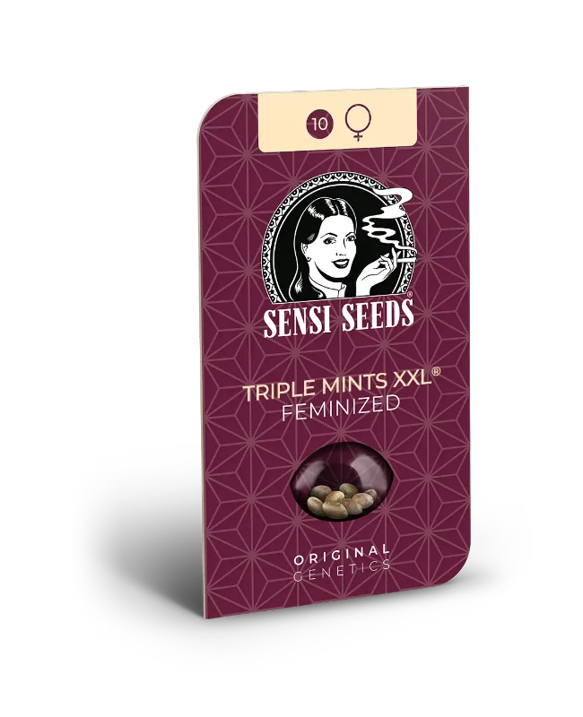 Triple Mints XXL Feminized (Sensi Seeds) – Produktbild des Herstellers