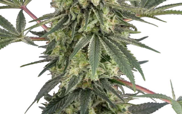 Acai Bacio Feminized (White Label) – Pflanze