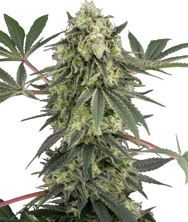 Acai Bacio Feminized (White Label) – Pflanze