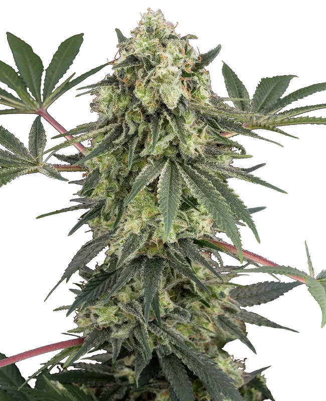 Acai Bacio Feminized (White Label) – Pflanze