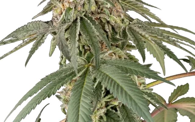 Papaya Roll Feminized (White Label) – Pflanze