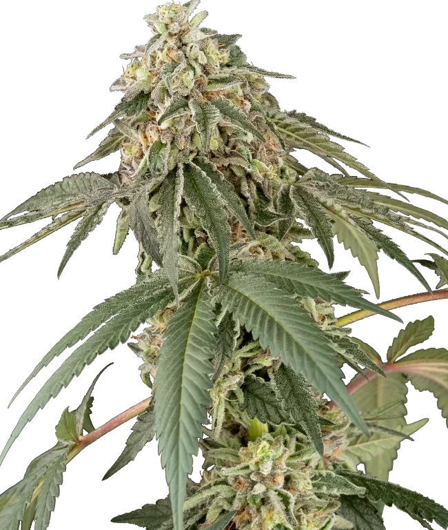 Papaya Roll Feminized (White Label) – Pflanze