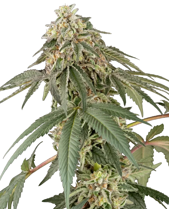 Papaya Roll Feminized (White Label) – Pflanze