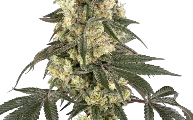Boujee Berriez Feminized (Champelli) – Pflanze