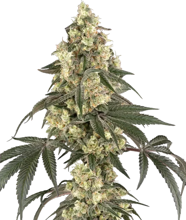 Boujee Berriez Feminized (Champelli) – Pflanze