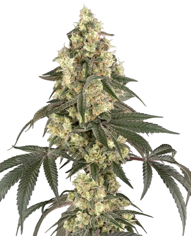 Boujee Berriez Feminized (Champelli) – Pflanze