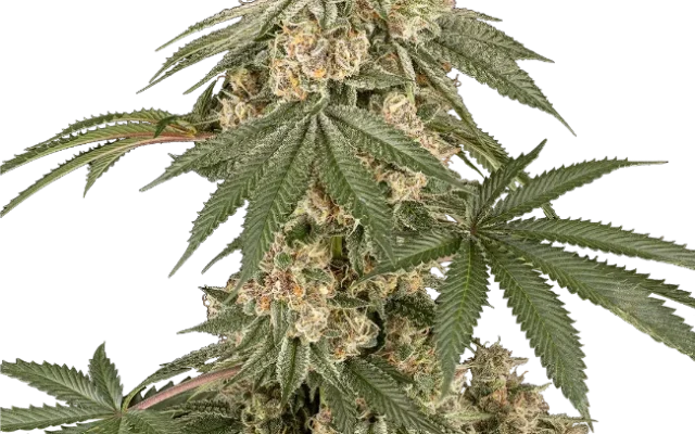 Dolce Peccato Feminized (Sensi Seeds) – Pflanze