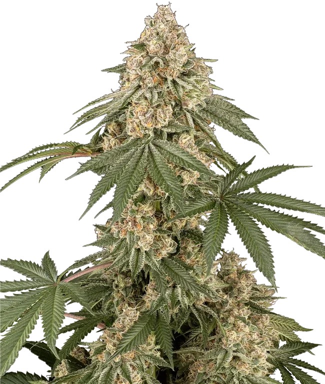Dolce Peccato Feminized (Sensi Seeds) – Pflanze
