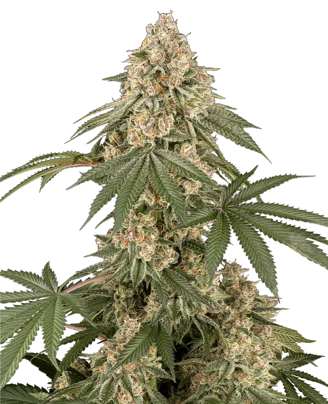 Dolce Peccato Feminized (Sensi Seeds) – Pflanze