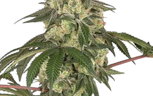 Dragon Milk Feminized (Sensi Seeds) – Pflanze