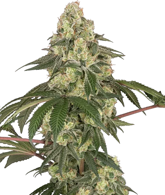 Dragon Milk Feminized (Sensi Seeds) – Pflanze