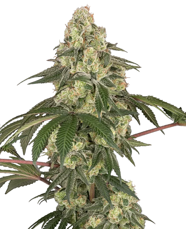 Dragon Milk Feminized (Sensi Seeds) – Pflanze