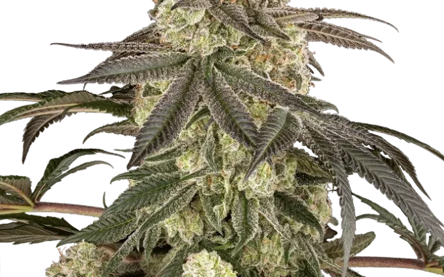 Muskato Feminized (Sensi Seeds) – Pflanze