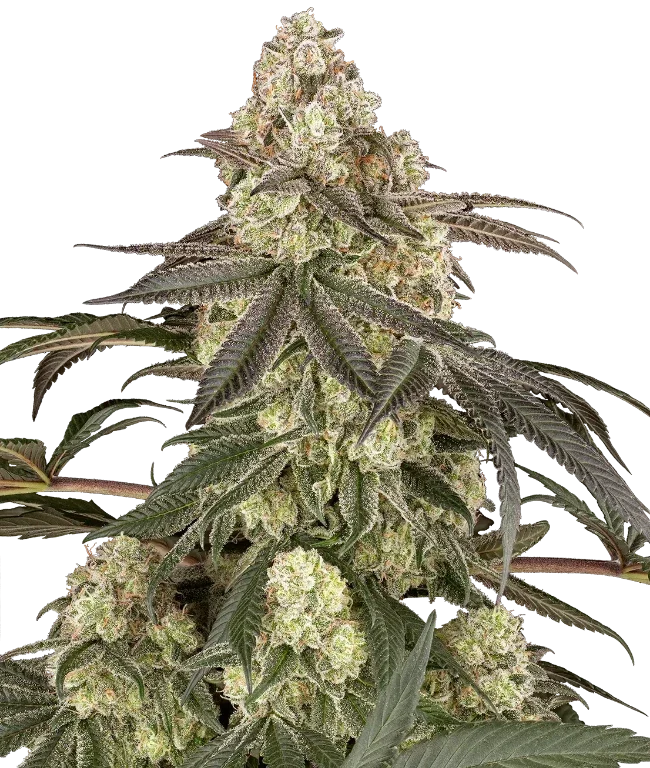 Muskato Feminized (Sensi Seeds) – Pflanze