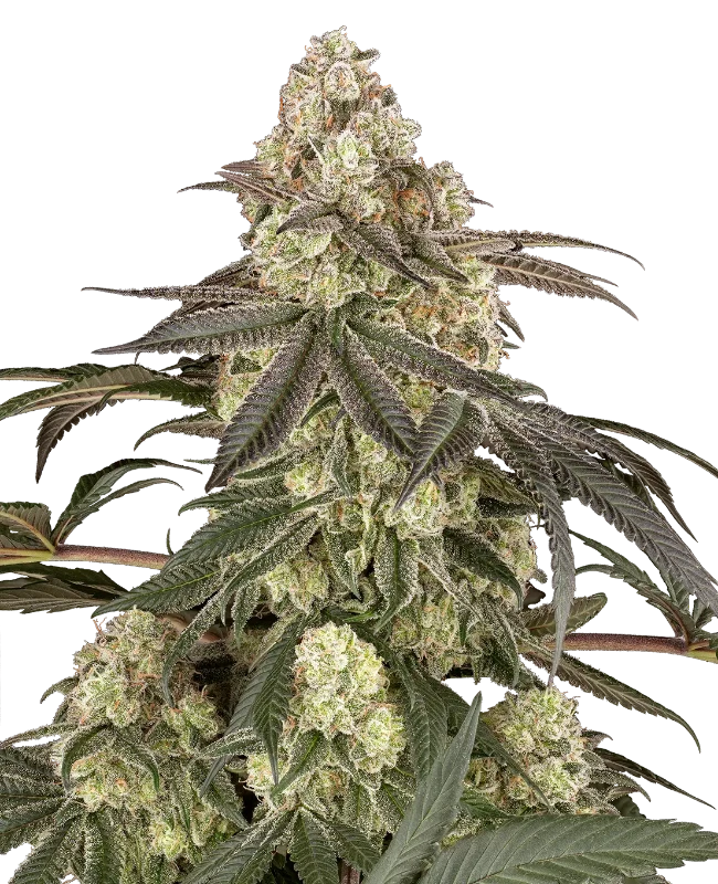 Muskato Feminized (Sensi Seeds) – Pflanze