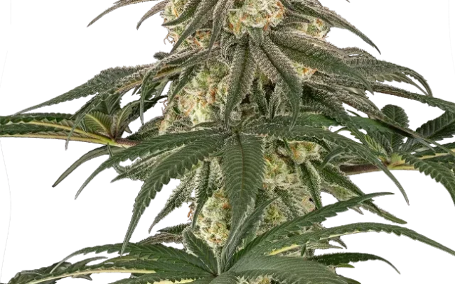 Neon Frost Feminized (Sensi Seeds) – Pflanze