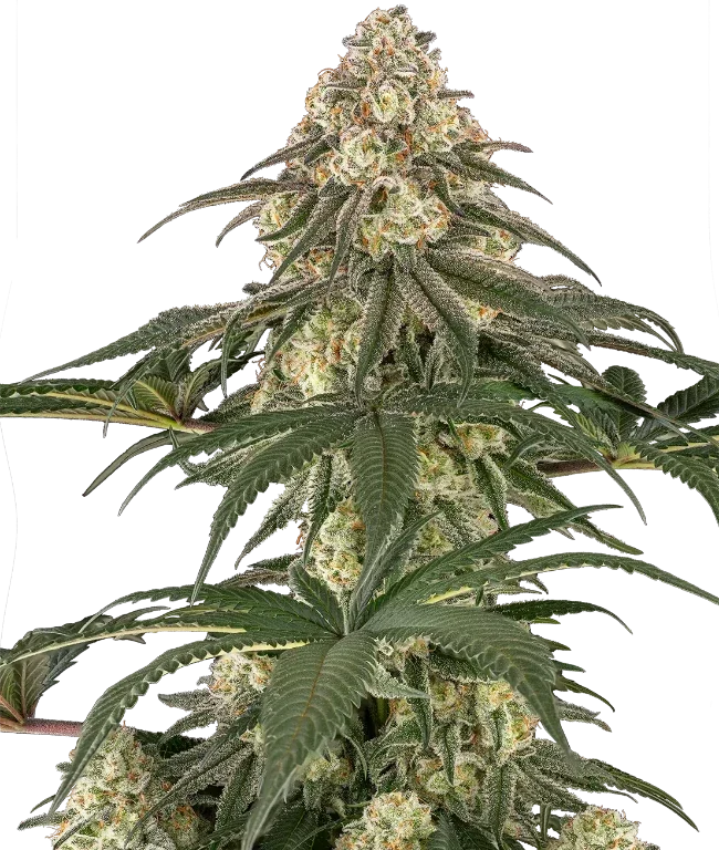 Neon Frost Feminized (Sensi Seeds) – Pflanze