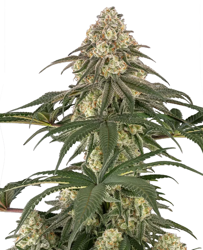 Neon Frost Feminized (Sensi Seeds) – Pflanze