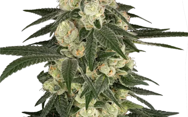 Vienna Cotta Feminized (Sensi Seeds) – Pflanze
