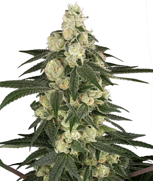 Vienna Cotta Feminized (Sensi Seeds) – Pflanze