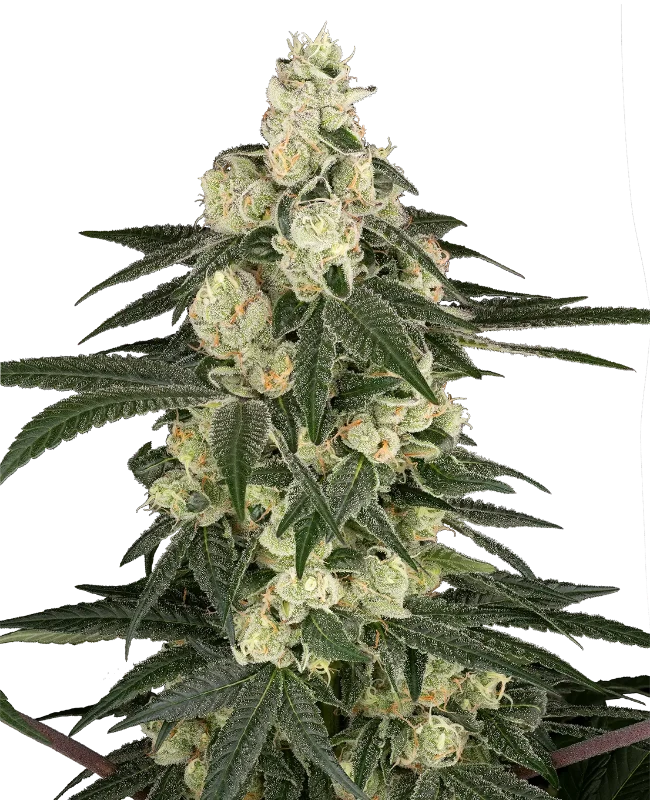 Vienna Cotta Feminized (Sensi Seeds) – Pflanze