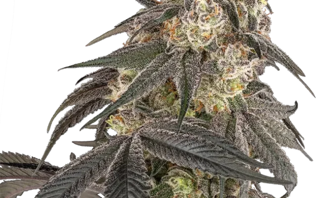 Blue Porcelain Feminized (Sensi Seeds) – Pflanze