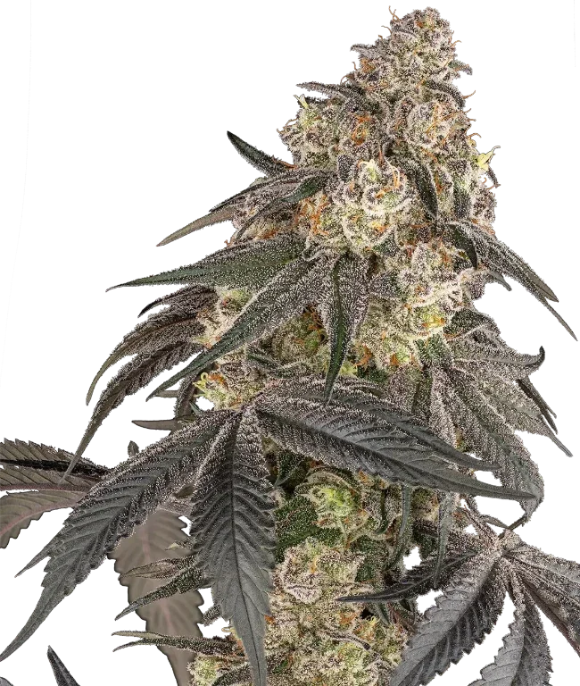 Blue Porcelain Feminized (Sensi Seeds) – Pflanze