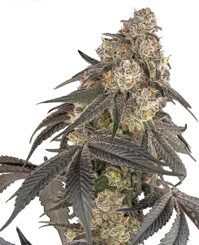 Blue Porcelain Feminized (Sensi Seeds) – Pflanze