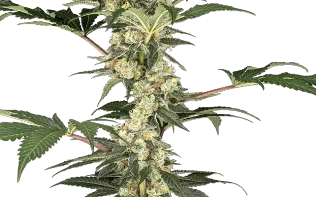 Lemon Pavlova Feminized (Sensi Seeds) – Pflanze