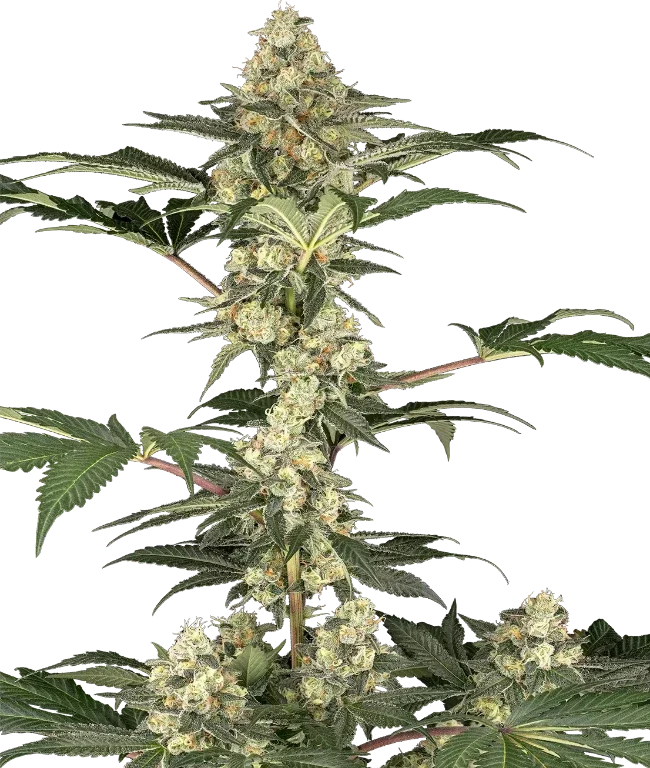 Lemon Pavlova Feminized (Sensi Seeds) – Pflanze