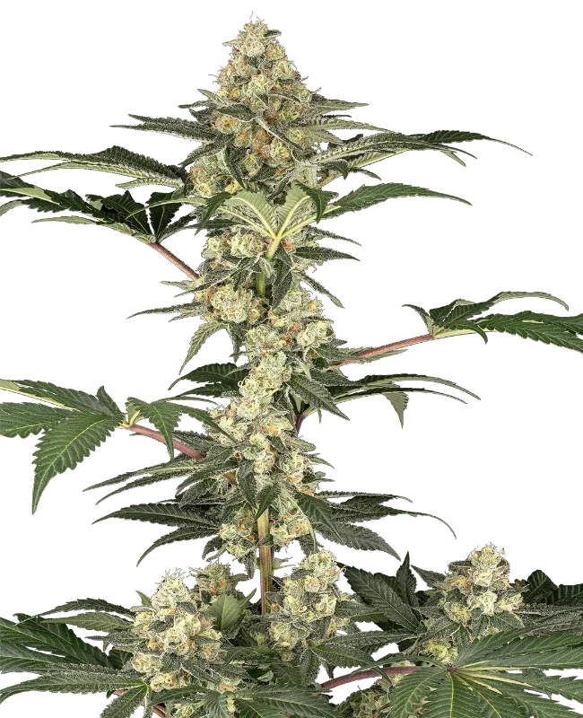 Lemon Pavlova Feminized (Sensi Seeds) – Pflanze