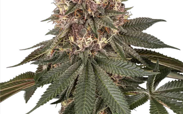 Tsarina Feminized (Sensi Seeds) – Pflanze