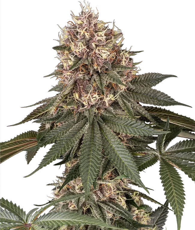 Tsarina Feminized (Sensi Seeds) – Pflanze