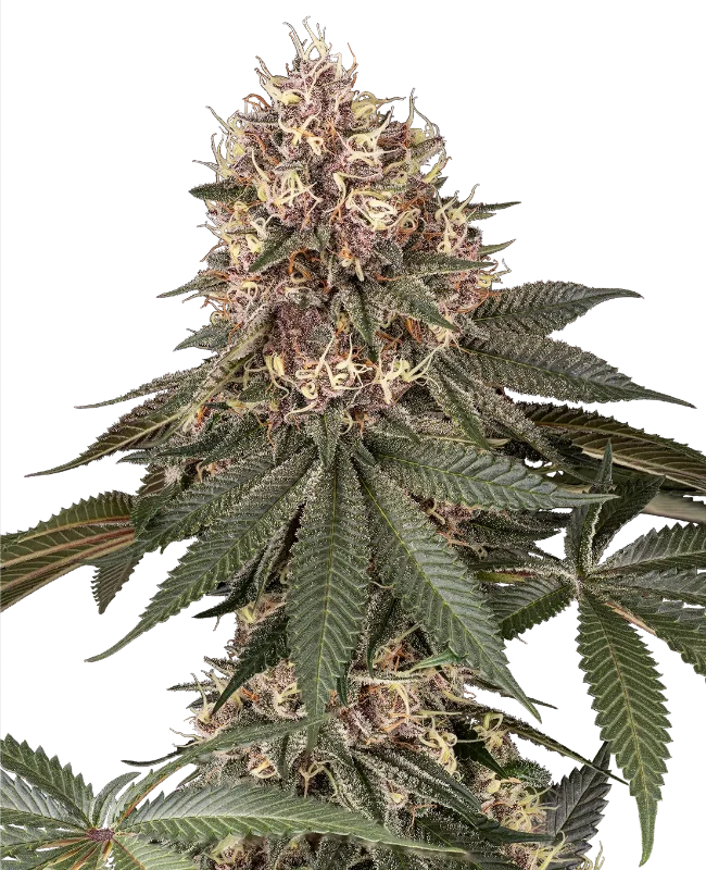 Tsarina Feminized (Sensi Seeds) – Pflanze