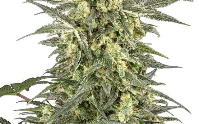 C4 Automatic (Sensi Seeds) – Pflanze