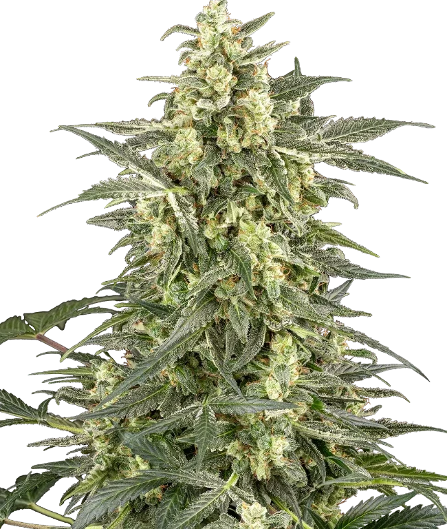 C4 Automatic (Sensi Seeds) – Pflanze