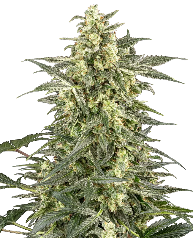 C4 Automatic (Sensi Seeds) – Pflanze